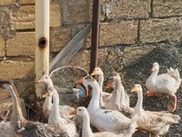 Geese — फ़ोटो 4