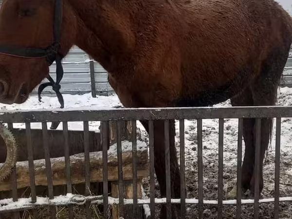 Koně (série, pohlaví neuvedeno), Koně