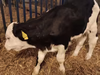 Bull, Simmental cattle — photo 4
