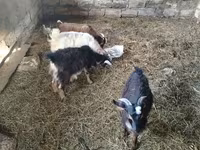 Billy Goat, Goats — photo 2