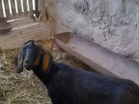 Dişi keçi, Nubian Goat — foto 2