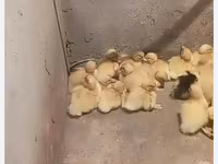 German Pekin — photo 4