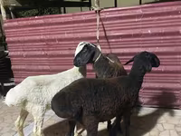 Sheep (batch, sex not specified), Sheep — photo 2