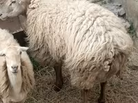 كبش, الأغنام — الصورة 1