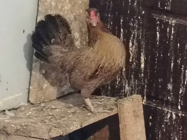 Chickens — Azerbaijan