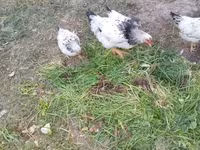 Chickens — Foto 2