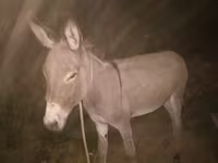 Koně (série, pohlaví neuvedeno), Koně — foto 1