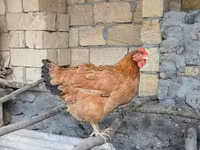 Chickens — الصورة 2