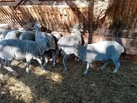 मेढ़ा, Merino sheep — फ़ोटो 8