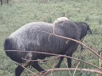 Baran, Edilbay sheep — zdjęcie 4