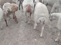 Qoç, Qoyunlar — foto 2