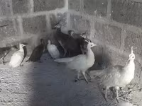 Weiß — Foto 1