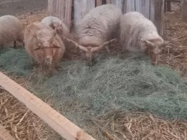 मेढ़ा, Racka sheep