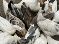 American Pekin — Foto 5
