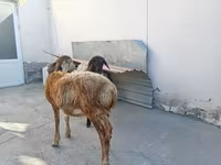 Ovejas (lote, sexo no especificado), Ovejas — foto 5