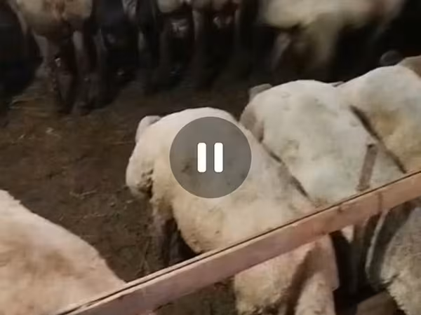 Qoyunlar (partiya, cinsi göstərilməyib), Karakul sheep