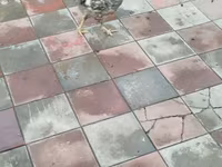 Chickens — photo 3