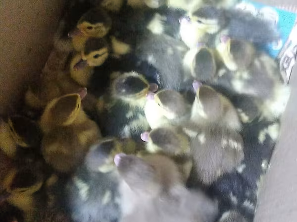 Ducks — Azerbaijan