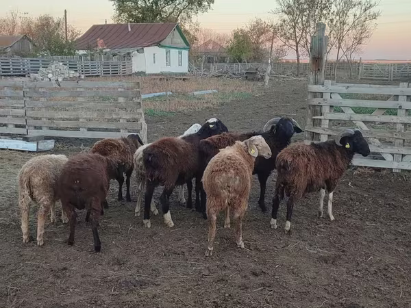 Carnero, Ovejas