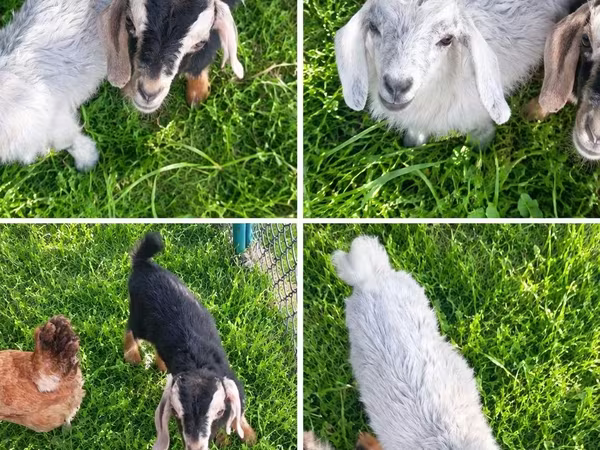 Koza, Nubian Goat