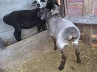 Sheep, Sheep — photo 2