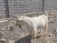 Bode, Saanen goat — foto 3
