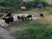 Sheep, Sheep — photo 1