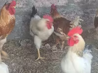 Chickens — photo 3