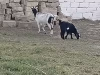Goat, Goats — photo 1