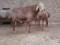 Qoç, Edilbay sheep — foto 5