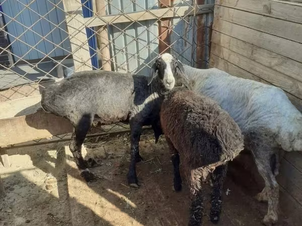 Sheep (batch, sex not specified), Sheep