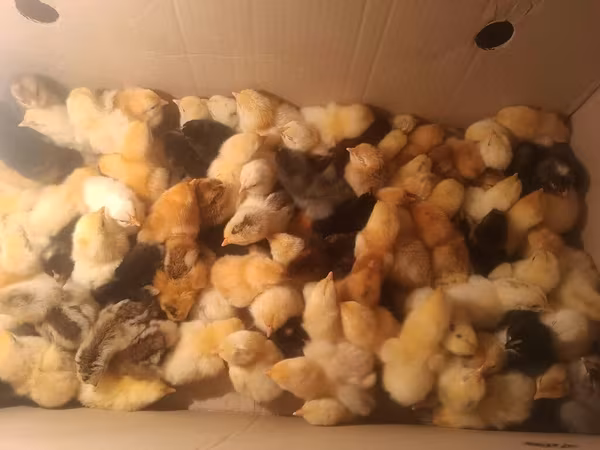 Chickens — Azerbaijan