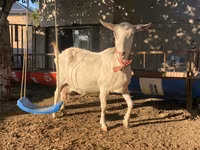 Koza, Saanen goat — zdjęcie 4