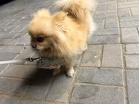 🐶 Satılır – Çox Şirin Dişi Pomeranian (Spitz) 🐶 2 yaşlı, dişi, çox — фото 5