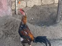 Chickens — foto 3
