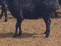Ovce, Edilbay sheep — foto 1