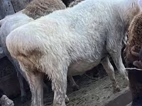 母羊, Sheep — 照片 4