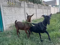 Keçi, Murcia-Granada goats — foto 4
