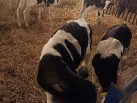 Buğa, Russian Black pied cattle — foto 4