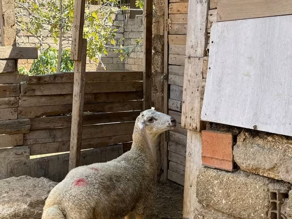 Qoç, Qoyunlar