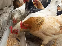 Chickens — 照片 1