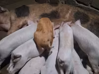 Boar, Pigs — photo 1