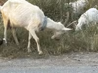 İnək, Mal-qara — foto 8