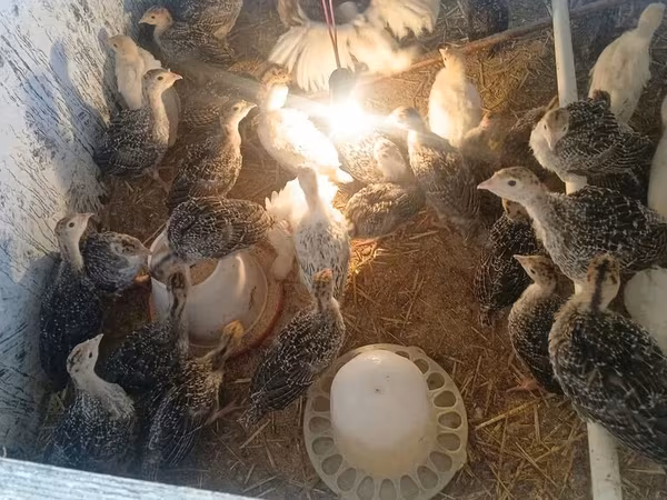 Turkeys