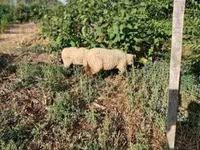 Ovelha, Ovelhas — foto 2