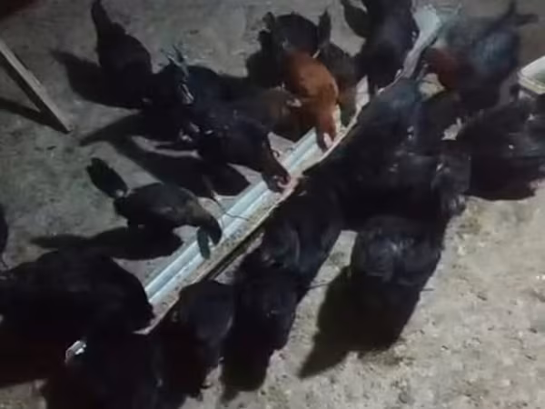 Australorp — Azərbaycan