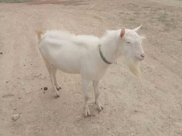 Billy Goat, Goats