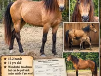 घोड़ी, Black Sea breed — फ़ोटो 1