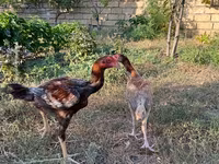 Chickens — photo 2
