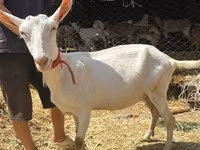 Goat, Saanen goat — photo 1